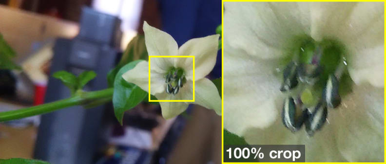 A photo taken by the Sharp Aquos Crystal with a 100% crop.