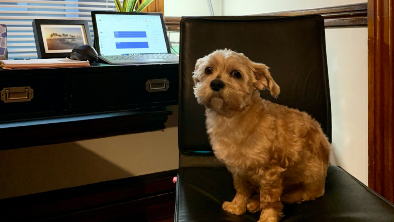 An adopted dog sits at a desk