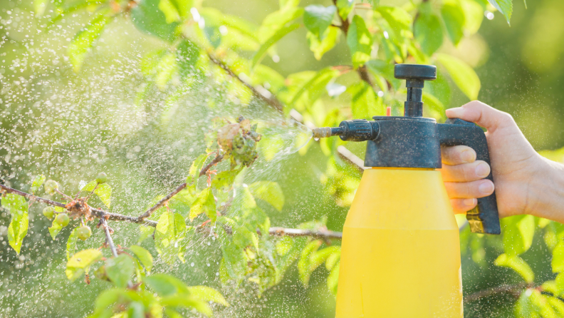 Close up of a person spraying insecticide on plants.