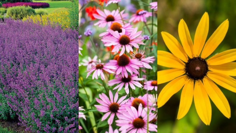 Catmint, coneflower, and black-eyed susan in bloom.