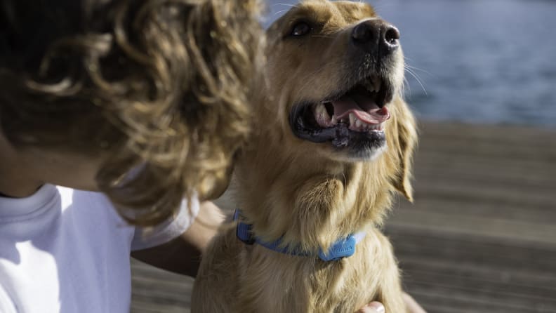 FitBark Dog Activity Monitor