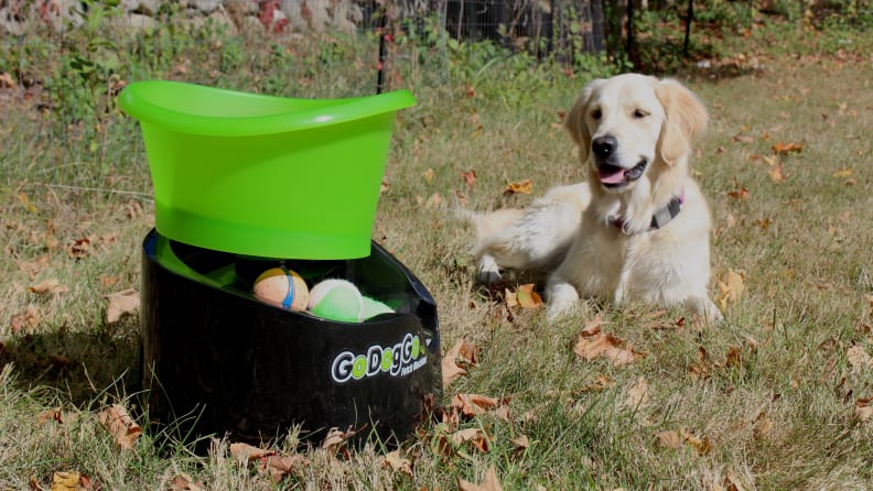 They'll love endless games of fetch; you'll love not having to throw the ball.