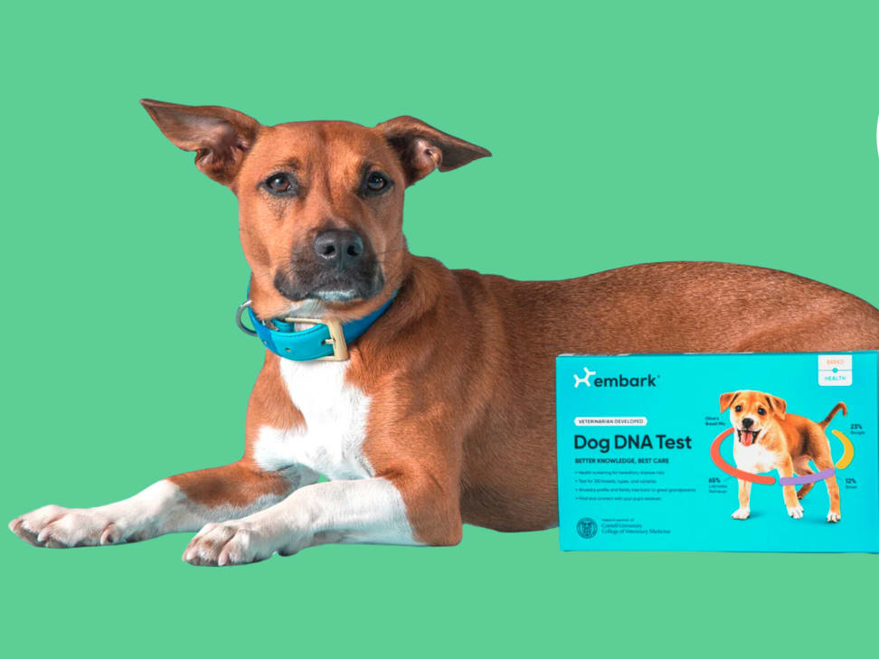 Cheap dog dna on sale