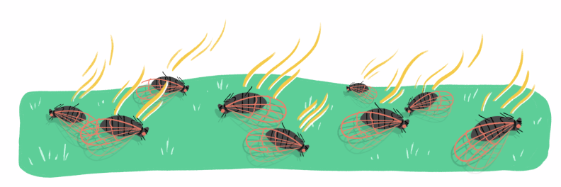 Illustration of decomposing cicadas in the yard