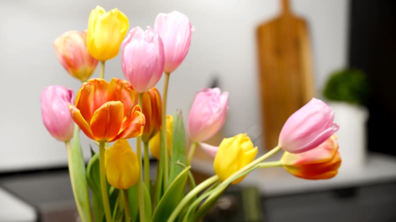 Tulips with a few stocks leaning to the right