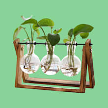 Product image of Plant Terrarium with Wooden Stand