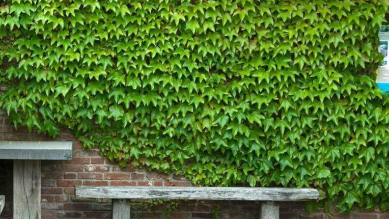 Great garden boston ivy covering a brick wall behind two benches