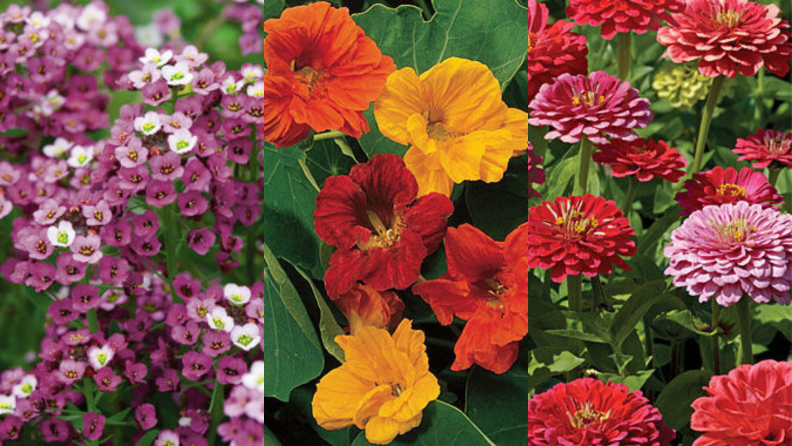 Alyssum, nasturtiums, and zinnias in bloom.