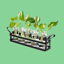 Product image of Mkono Plant Terrarium with Metal Stand