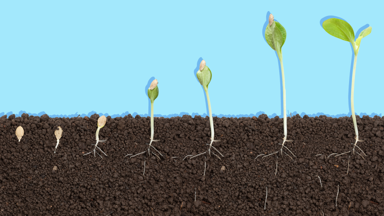 Pumpkin seeds taking root and sprouting.