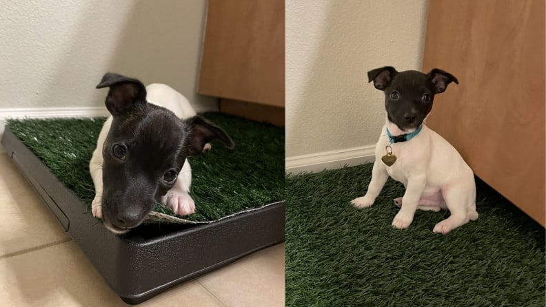 Faux Grass Potty Pad