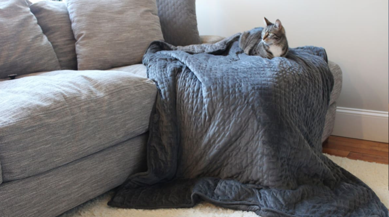 gray cat on couch with blanket