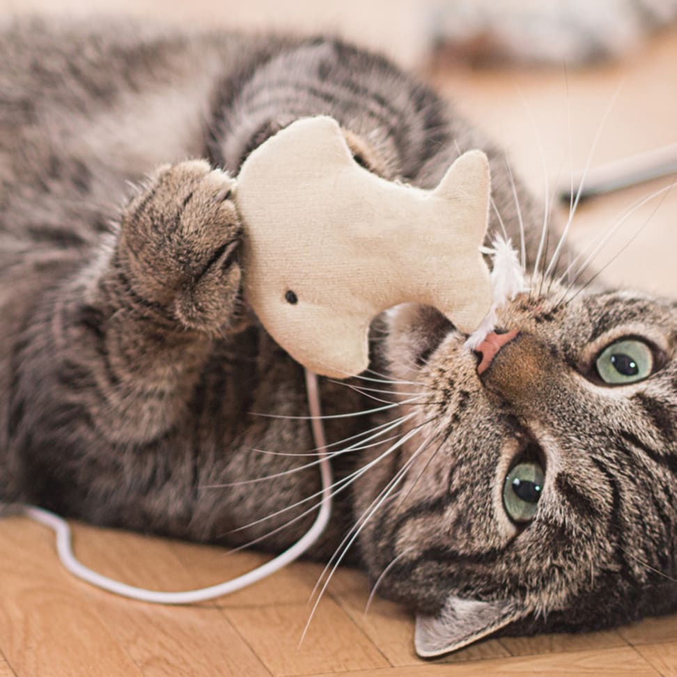 The best cat toys from Amazon and Chewy - Reviewed