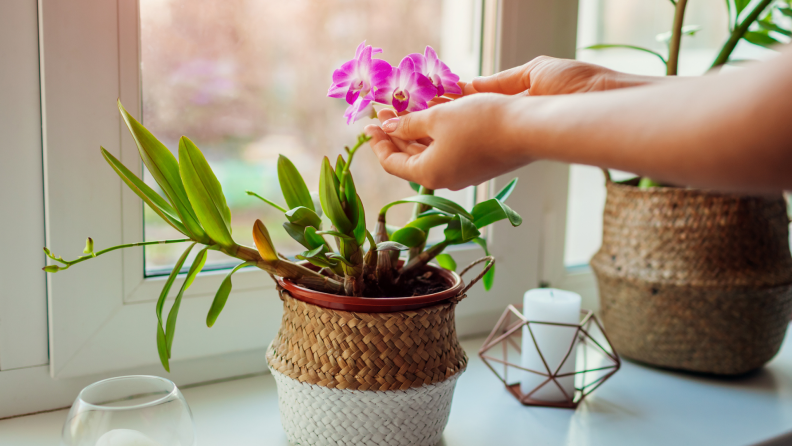 Person touching pink orchid in ceramic pot in front of window.