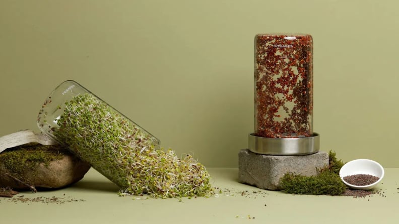 Forages broccoli sprouts