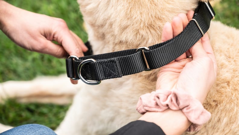 The Best Dog Accessories 2023: Stylish Dog Collars, Leashes, Carriers – The  Hollywood Reporter