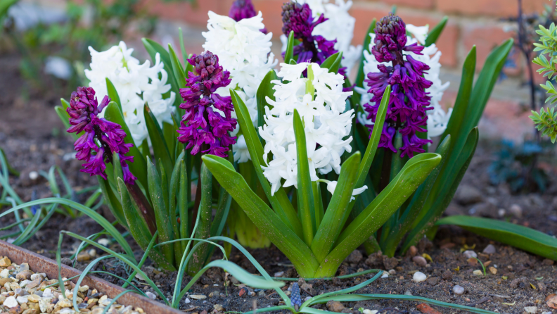 Cheer up your yard with some spring bulbs, like hyacinths and tulips.