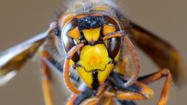 asian hornet face
