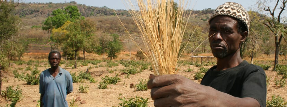 Fonio is just one of several "ancient grains" fighting for superfood supremacy.