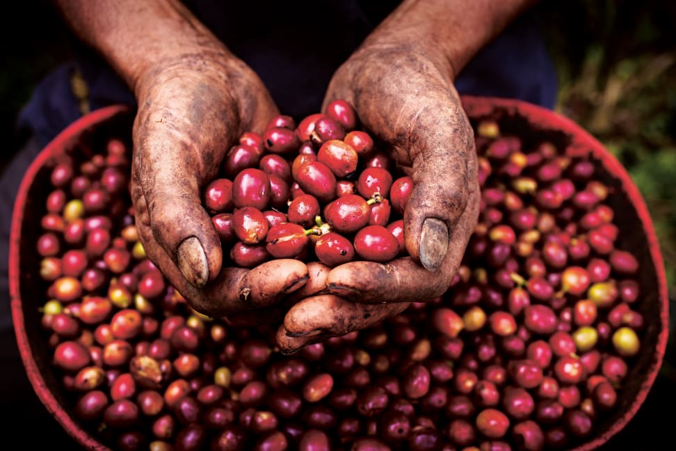 Coffee cherries