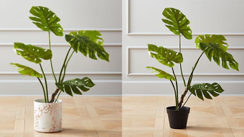 18 fake plants that don't actually look fake - Reviewed