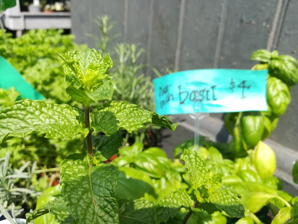 Honor 6X Sample Photo 5