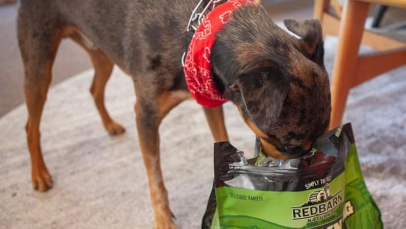 A dog eating Redbarn treats.