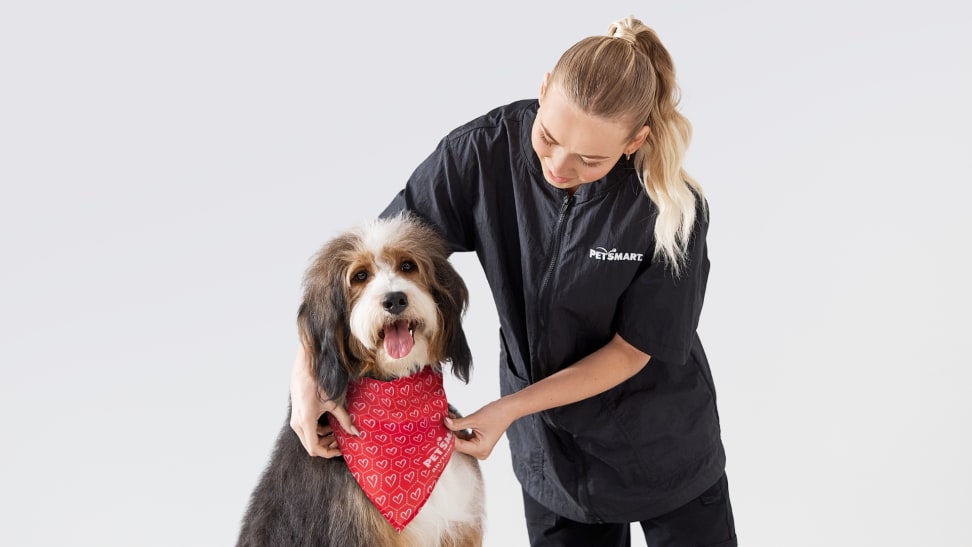 PetSmart grooming employee adjusts a red bandana on a dog