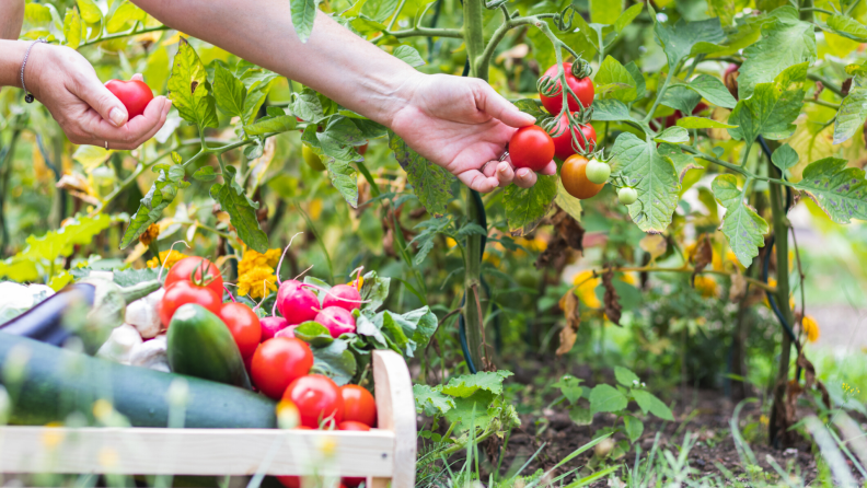 Person harvesting tomatoes