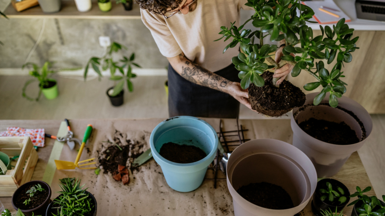 Repotting plants and herbs