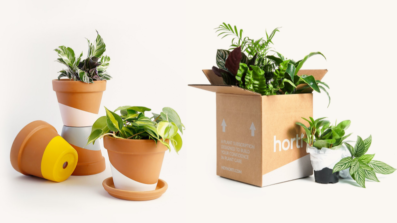 Horti plant subscription