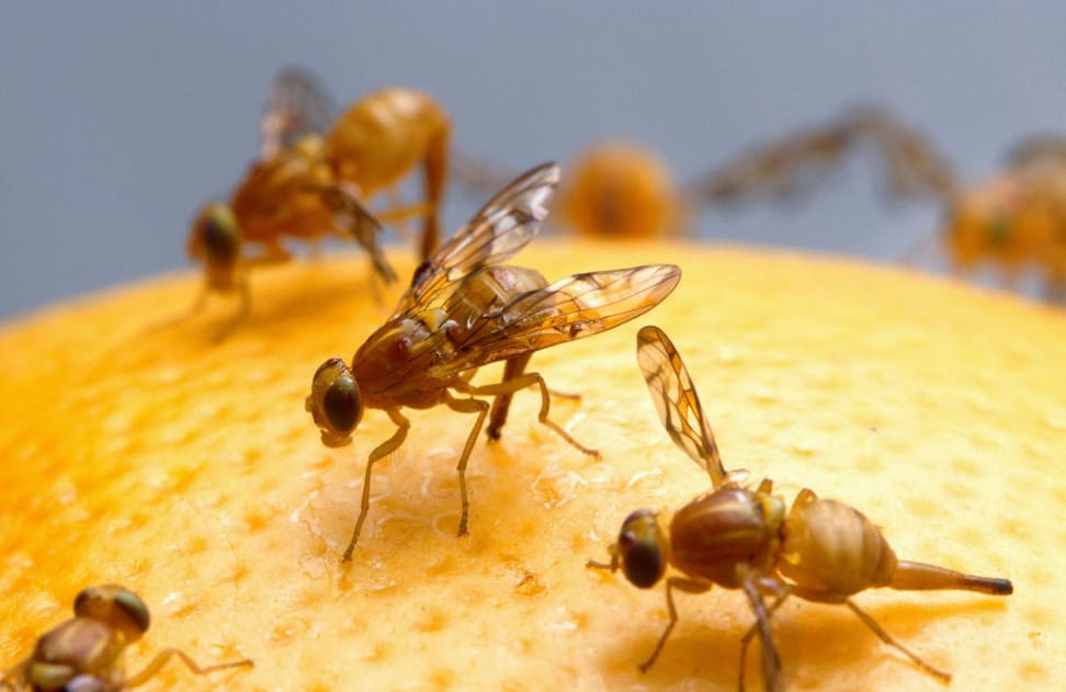 How To Get Rid Of Fruit Flies Using Household Items Reviewed