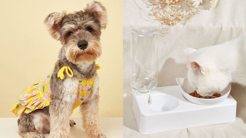 15 best online pet stores to spoil your pet