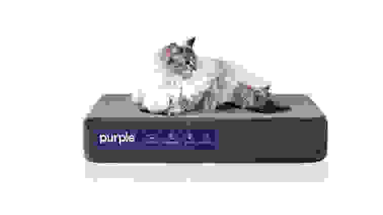 A white long-hair cat is perched upon a miniature Purple mattress