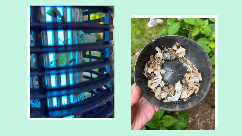 On the left, voltage lamp inside the bug zapper.  On the right is a person holding dead bugs inside the bug zapper's collection tray.