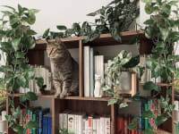 A cat on a bookshelf with plants.