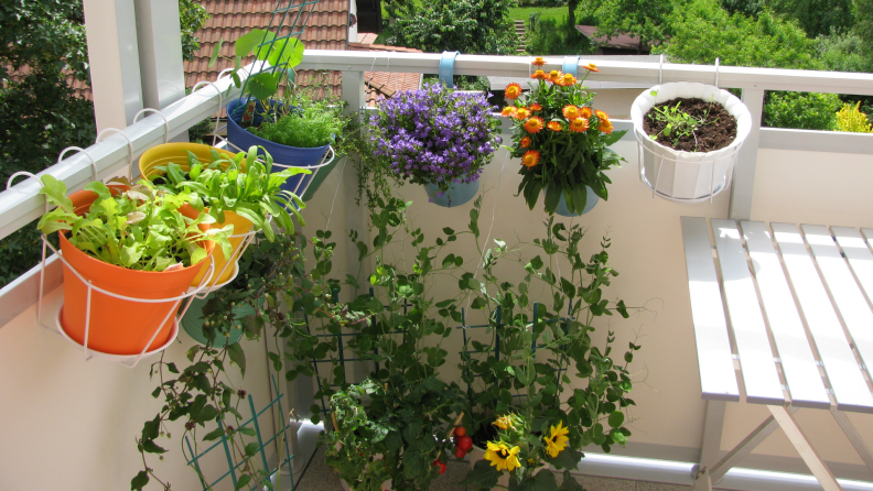 Colorful flowers hanging on a balcony railing