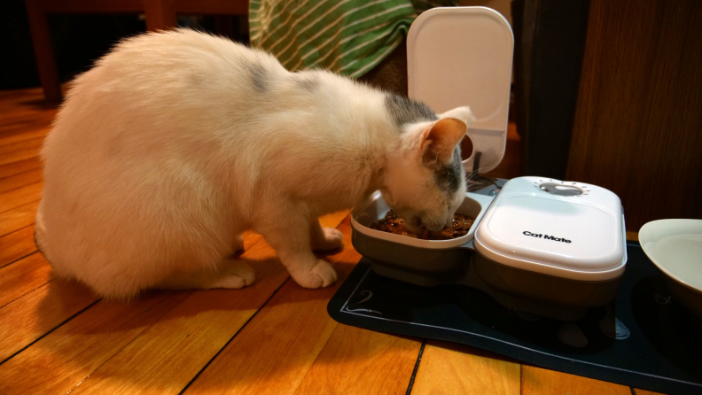 cat using Cat Mate feeder