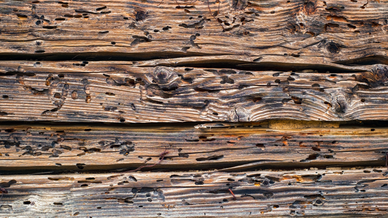 A piece of wood eaten by termites