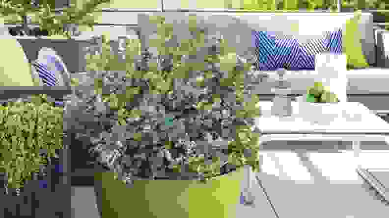Peach sorbet blueberry plant in a green planter on a patio