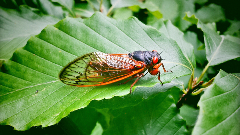 Cicada bug resting on large leafy plant outdoors.