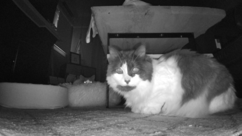 Cat taken in night vision