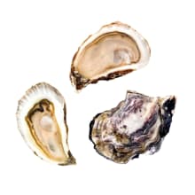 Product image of Oyster Cult Monthly Membership