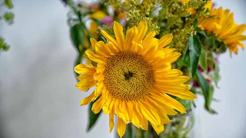 The flowers that didn't have the baking soda and salt added to their water had wilted to some extent after 10 days.