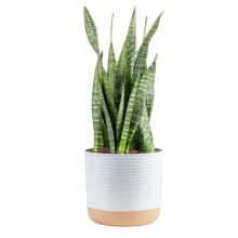 Product image of Costa Farms Snake Plant
