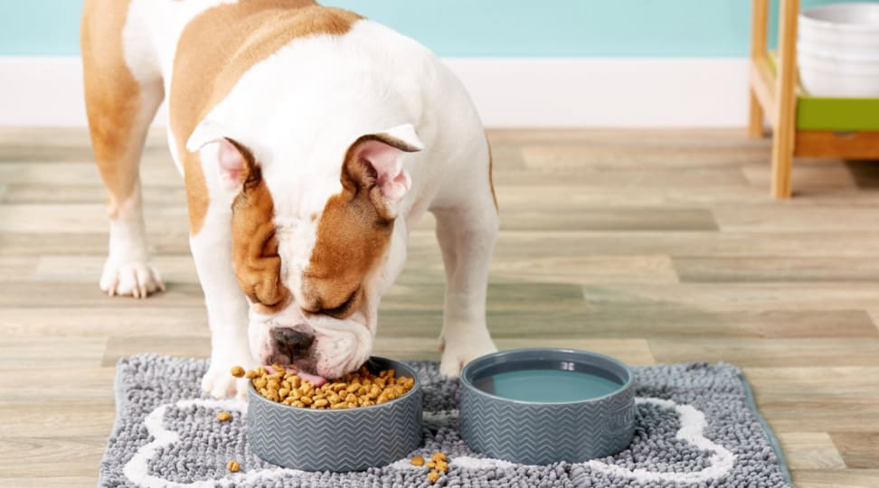 A dog eats from a bowl of food