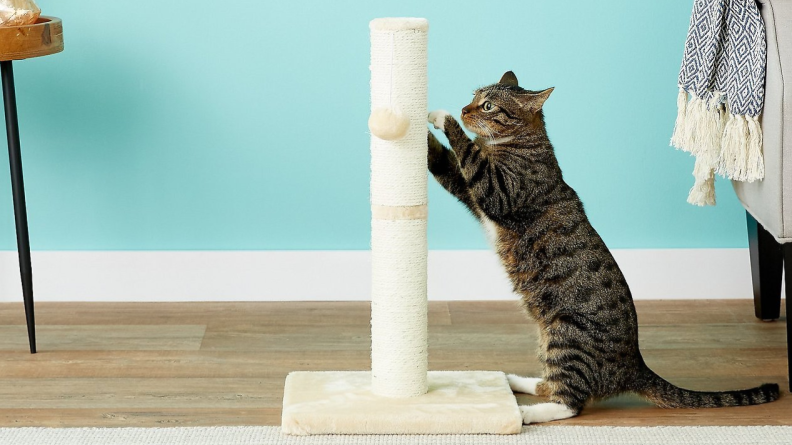 Give your foster cat a scratching post so they'll leave your furniture alone.