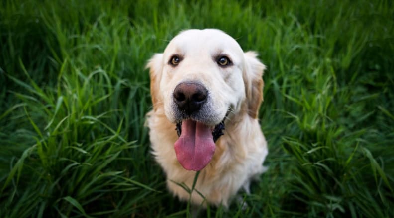 Dog sitting in a grassy yard
