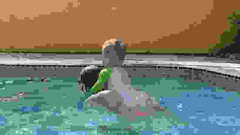 A small kid sits on a big kids back as they swim around the pool together.