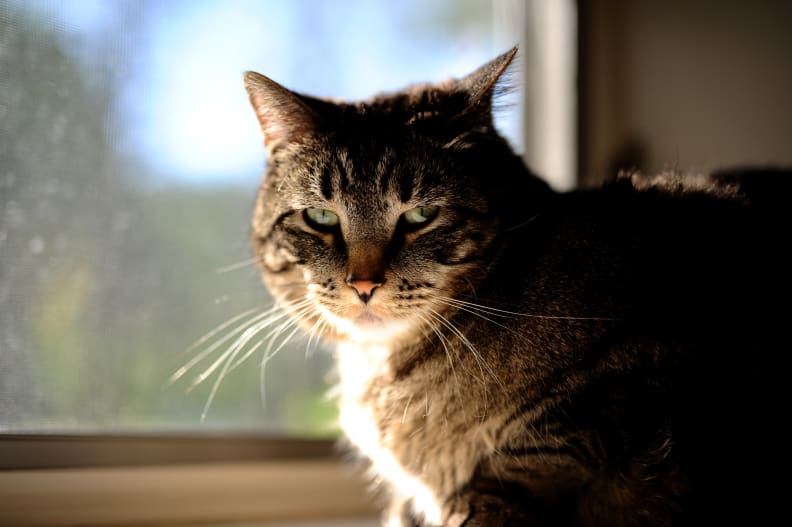 Even at f/1.4 the sharpness of the Sigma 50mm lens is remarkable.